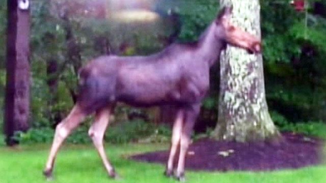Moose puts suburban residents on alert