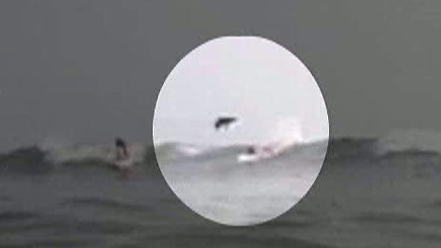 Shark Jumps Over Surfer