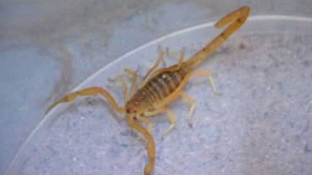 Scorpion Attacks Baby in Arizona