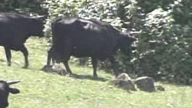 Man Gored by Bull