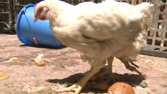 Four-Legged Chicken Poses Kosher Question