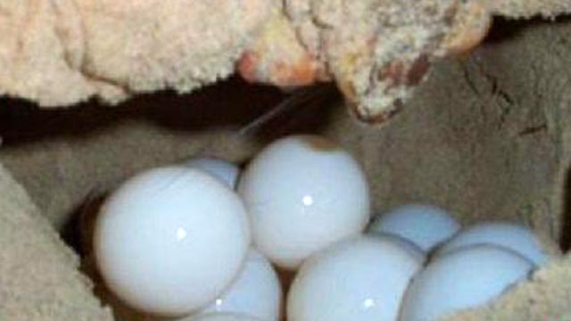 Sea Turtle Eggs Threatened by Oil Spill