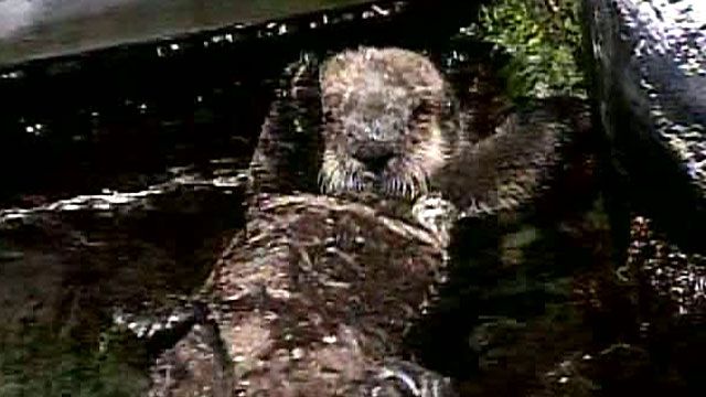 Rescued Sea Otter Pup Makes Debut
