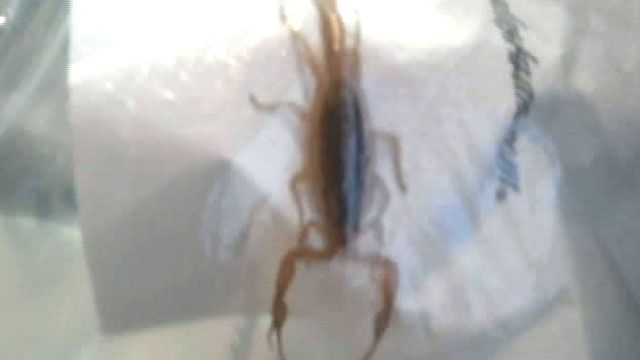 Scorpion Stings Passenger During Flight