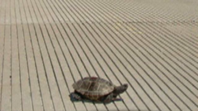 Breeding Turtles Delay Flights at JFK