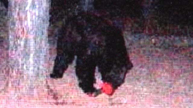 Viscous Black Bear Attack Nearly Kills Woman