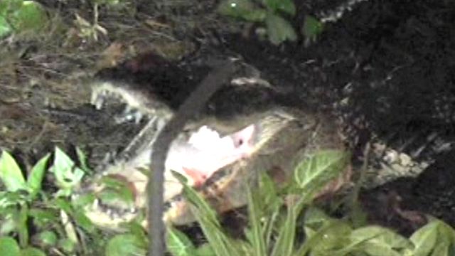 Gator Attacks, Kills Pit Bull in Florida