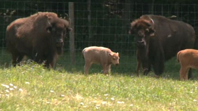 Rare white buffalo born on farm in Connecticut