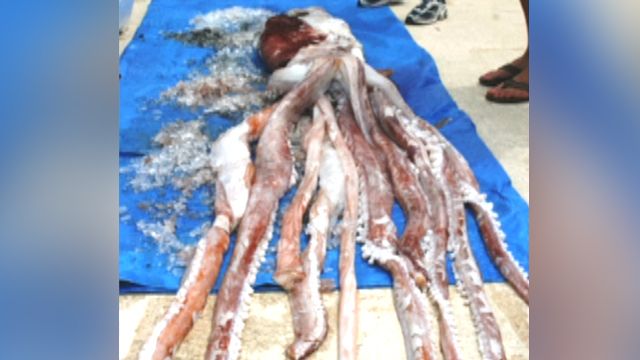 Fishermen Wrestle Giant Squid