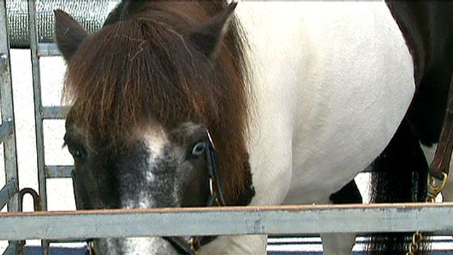 Businesses Burdened by Service Ponies