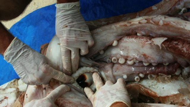 Fishermen Reel in Rare Giant Squid