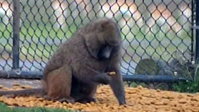 Baboon on the Run in New Jersey