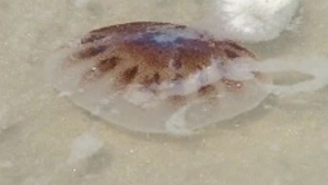 Beware Jellyfish on Holiday Beach Trips