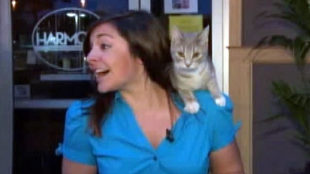 Attention-starved kitty interrupts newscast 