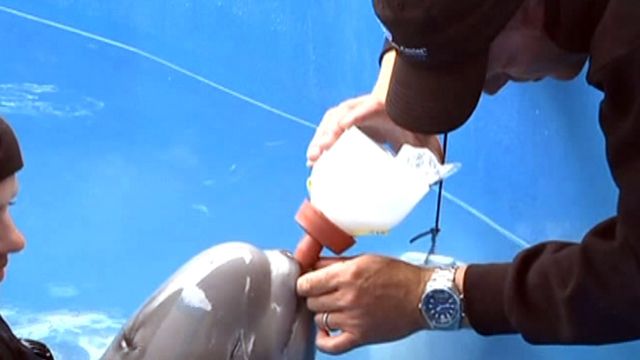 Baby beluga rescued off Alaska coast