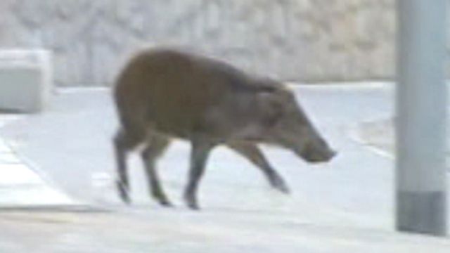 Wild Boar on the Loose in Hong Kong Suburb