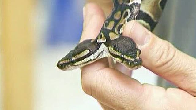 Around the World: Breeder Shows Off Two-Headed Royal Python
