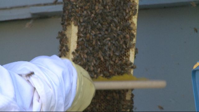 Beekeeper Looks for Missing Swarm