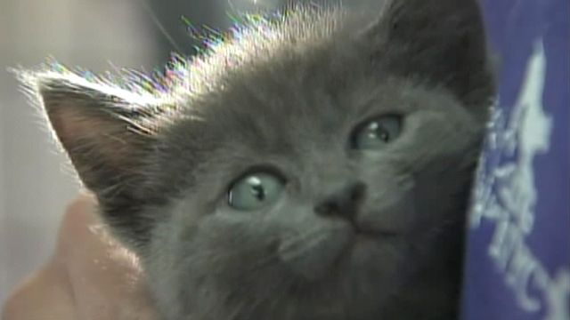 Miracle Kitten Survives Toss From Car Window