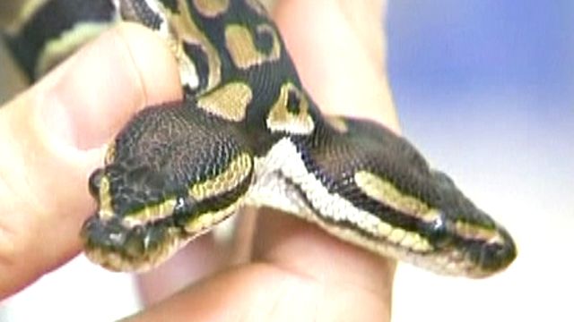 Raw Video: Two-Headed Python