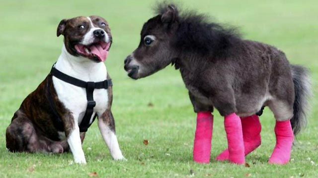 Pint-Sized Pony Needs Life-Saving Surgery