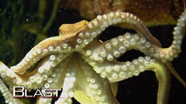 Octopus Oracle