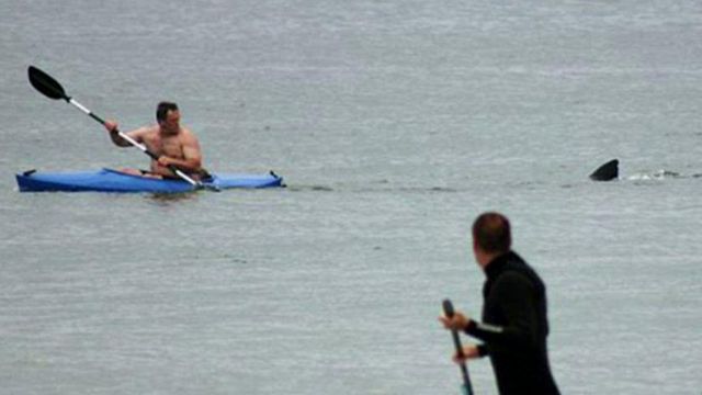 Great white shark trails kayaker in Cape Cod