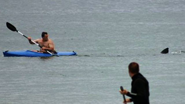 Great White Shark Sneaks Up on Kayaker