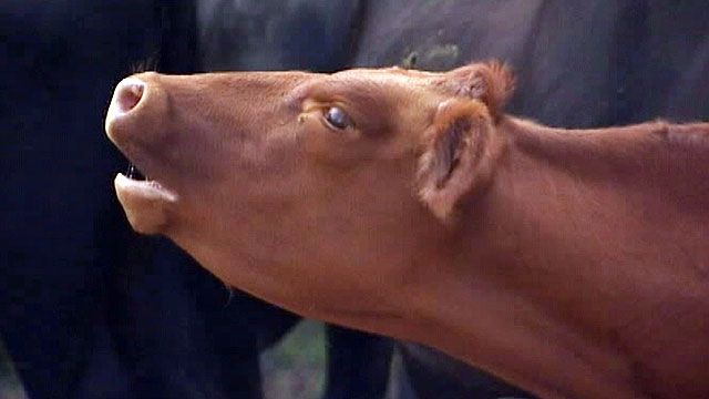 Farmer outraged after calf is found shot