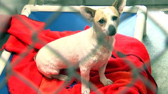 Chihuahua found tied to tree in California
