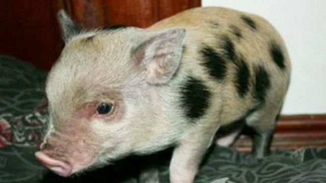Feds: Airlines must allow passengers to fly with pigs