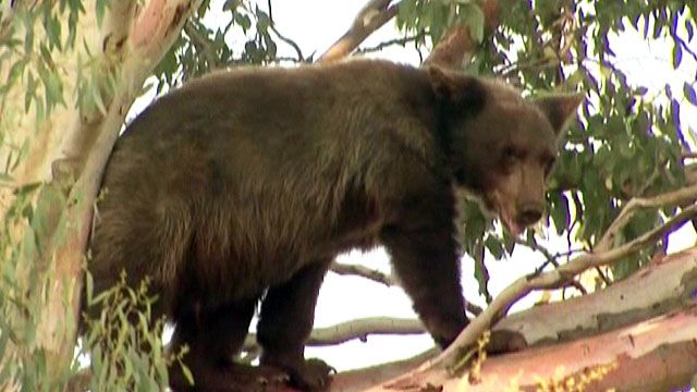 Raw Video: Black bear spotted in residential neighborhood