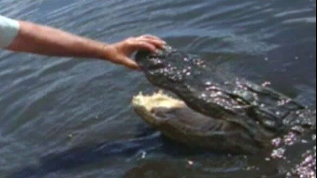 Raw Video: Gator bites off teen's arm