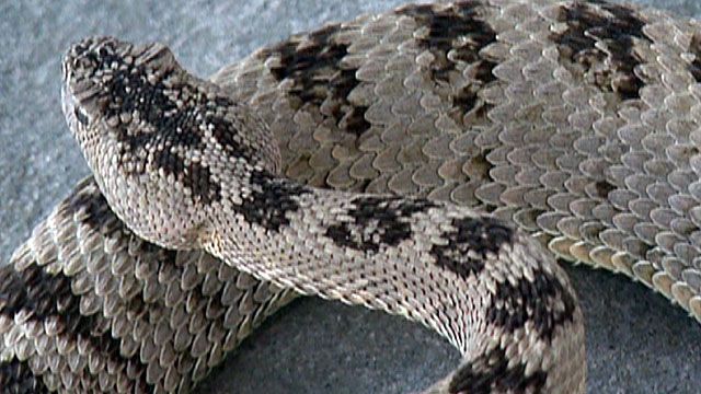 Rattlesnakes search for new homes in Utah
