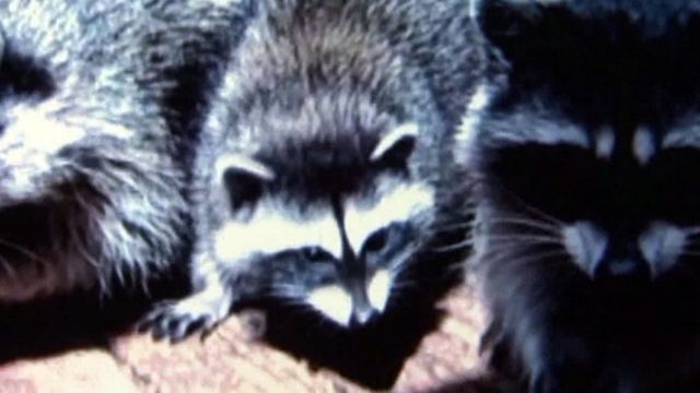 Raccoons savagely attack woman