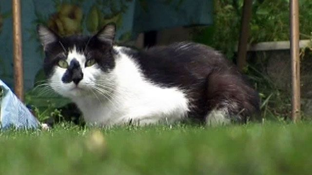 Cat hoarder, pets removed from house