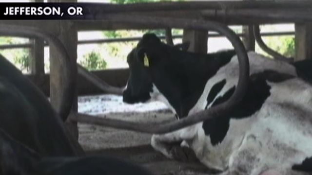 Oregon Farm Installs Waterbeds for Cows