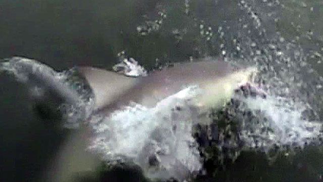 Shark stuns family fishing in South Carolina