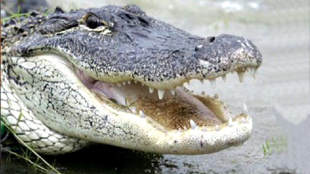 Teen Loses Hand in Alligator Attack