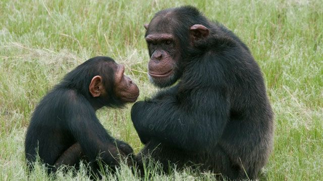 Escaped chimpanzees cause stir in Las Vegas