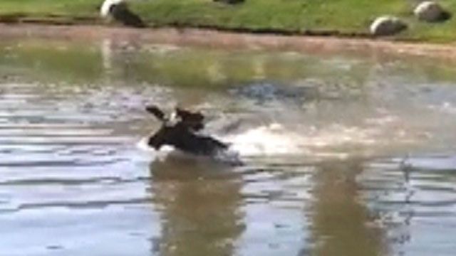 Raw video: Moose finds cool break from summer heat