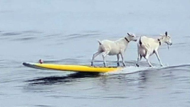 Surfing goats turn heads