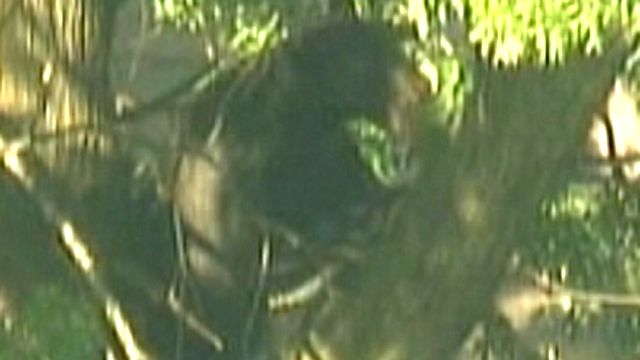 Injured Black Bear Spotted in Suburban New Jersey