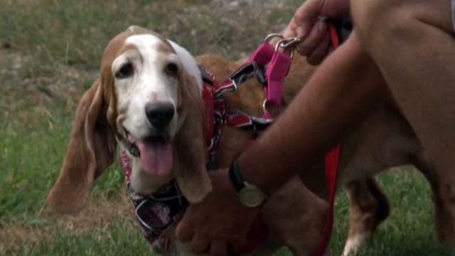 Basset hounds, missing since 2007, reunite with family