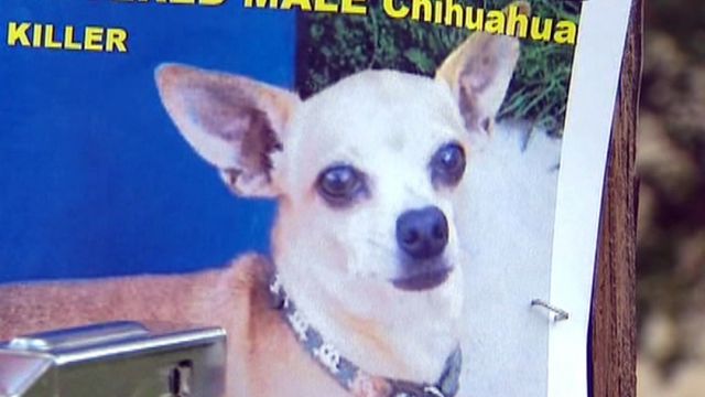 Missing dog takes health toll on owner