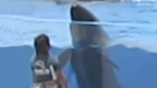 Raw video: Dolphin Jumps Out of Tank