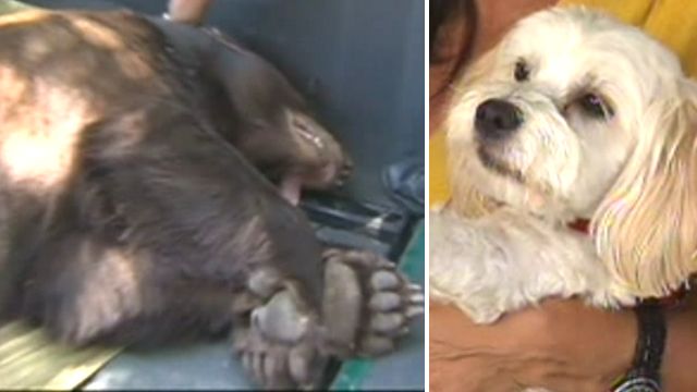 Tiny dog protects owner from huge bear