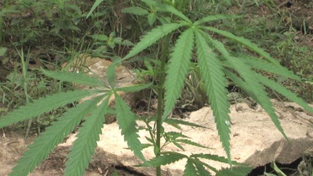 Mexican Cartel Responsible for Missouri Marijuana Field?