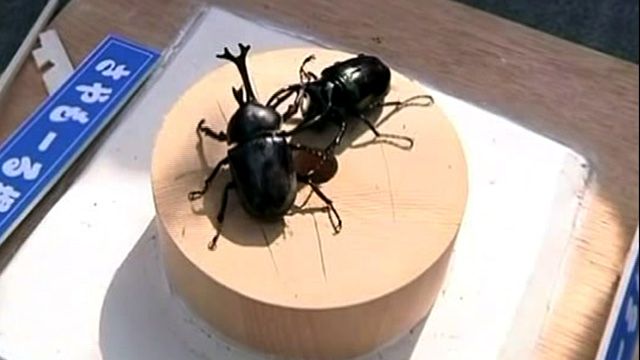 Beetle Battle