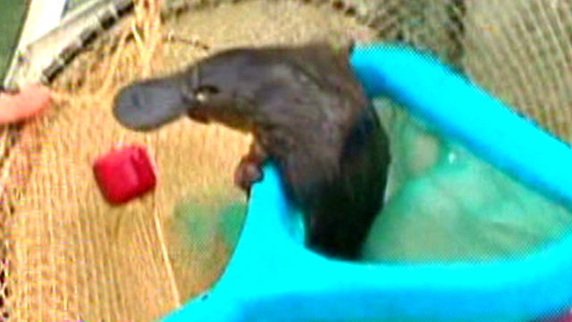 Baby Platypus Rescued From Sewage Treatment Plant 